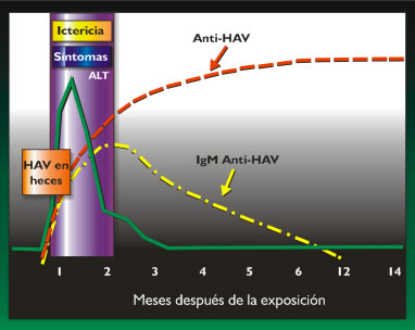 puedes contraer hepatitis por caca de perro